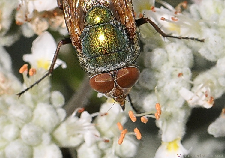 Rhyncomya sp. (Calliphoridae), maschio